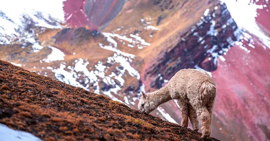 Pequena alpaca comendo na rota colorida da montanha. Ao fundo, você pode ver uma montanha com cores como vermelho e amarelo e um pouco de neve.