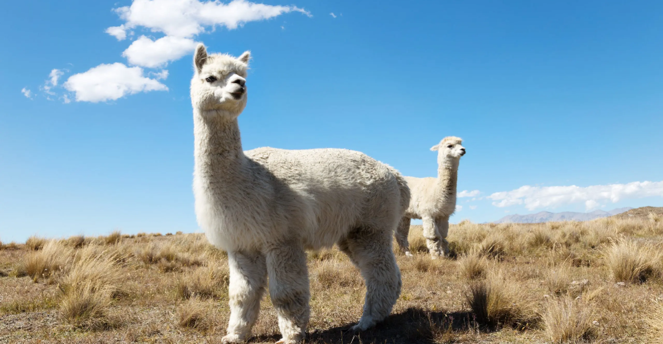 alpaca nos Andes do Peru