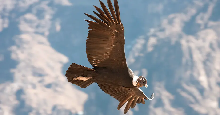 Animais do Peru: Condor andino voando