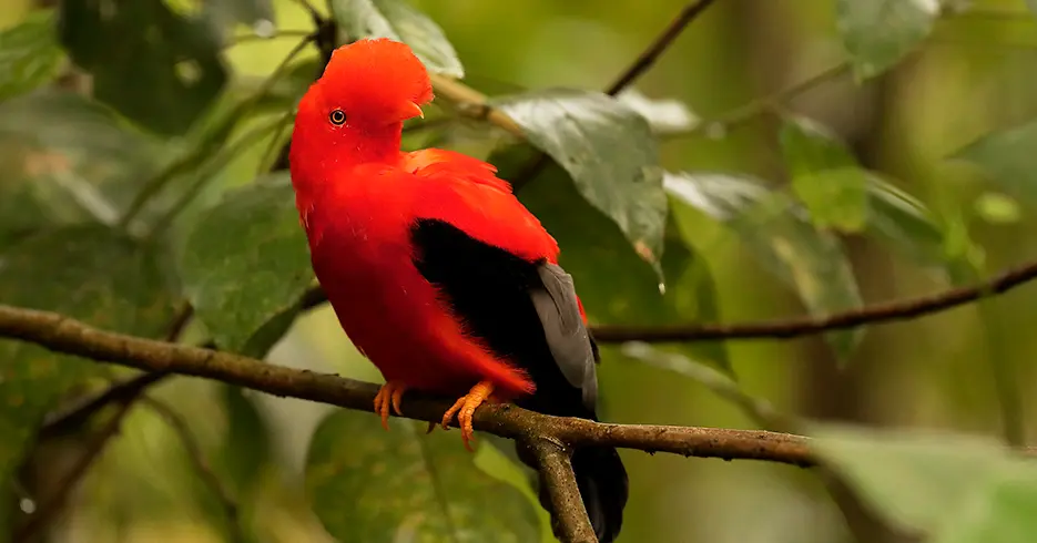 Animais do Peru: Galo-da-serra, Rupicola peruvianus