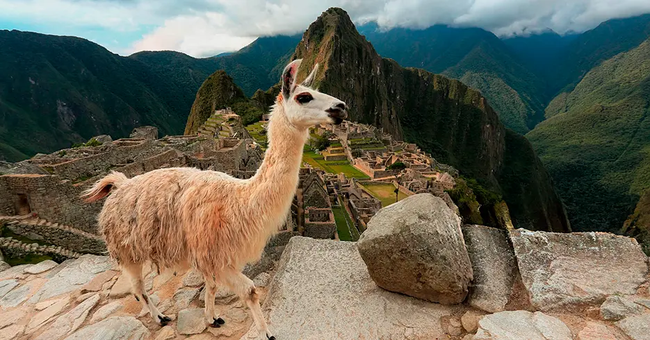 lhama em Machu Picchu