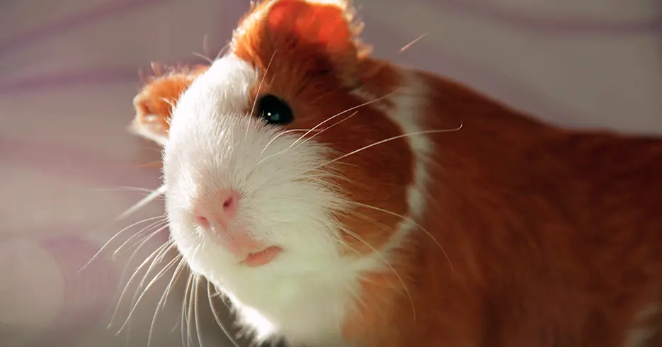 Animais do Peru: Porquinho-da-índia andino
