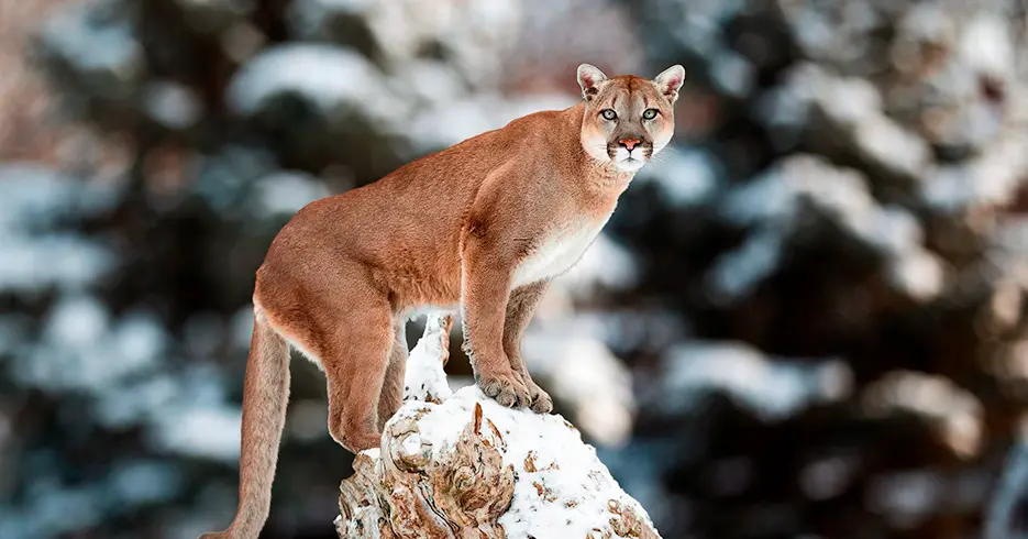 Animais do Peru: Puma andino nas alturas