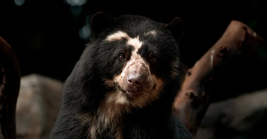 Animais do Peru: urso andino, urso de óculos