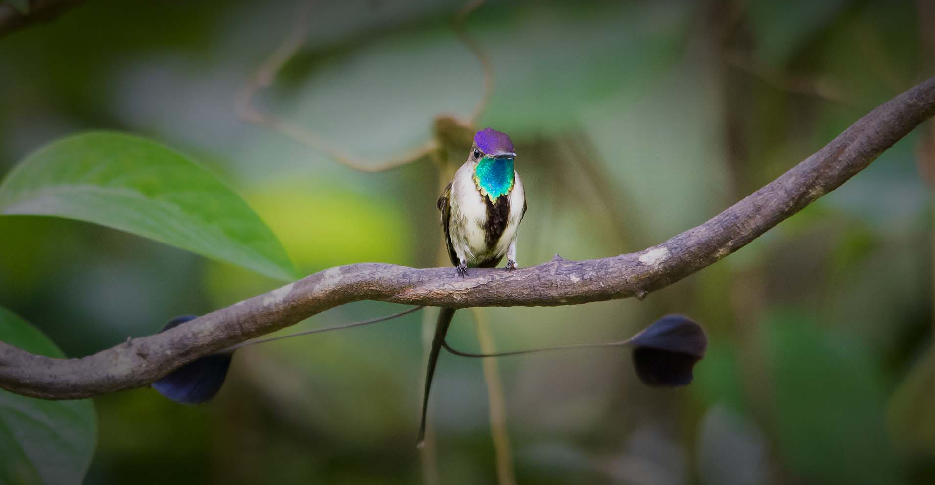 colibri-maravilhoso