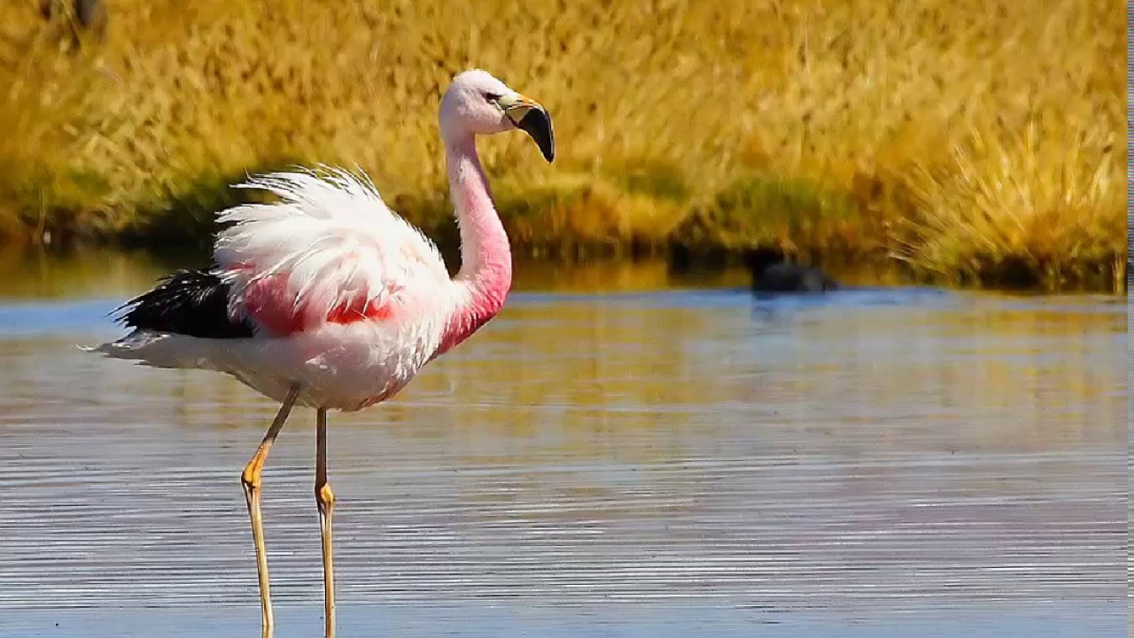 flamenco andino