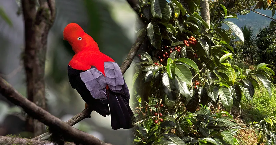 Flora e fauna na trilha Salkantay