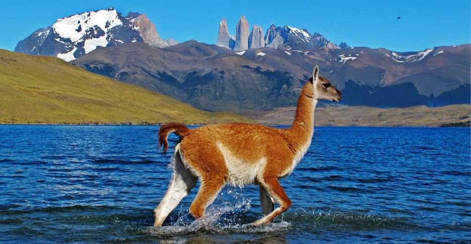 guanaco