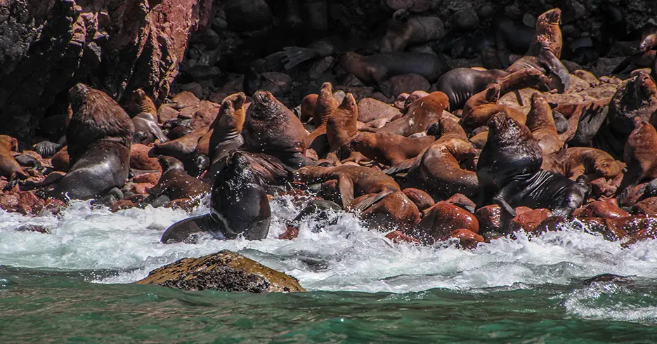 Leões marinhos nas Ilhas Ballestas de diferentes cores, pretos, marrons e marrons escuros