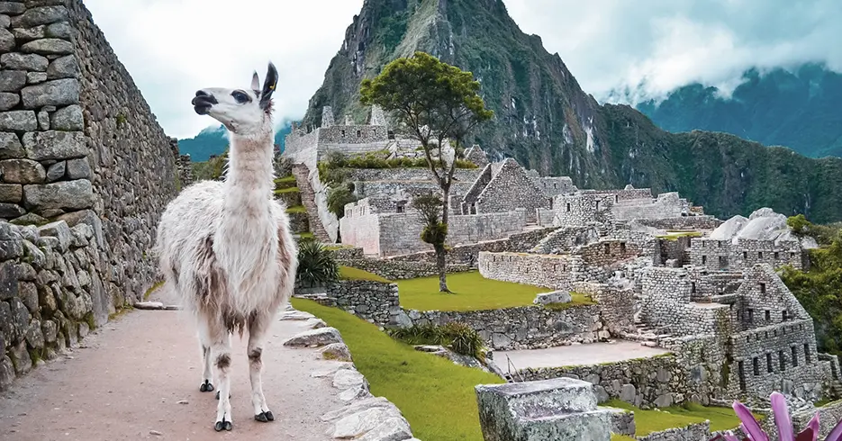 Sítios arqueológicos de Machu Picchu, com espaços verdes e uma lhama ao longo dos caminhos de Machu Picchu e posando para a câmera