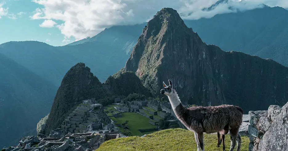 Machu Picchu com uma lhama posando para a câmera e ao fundo você pode ver os restos incas e as montanhas da cidadela