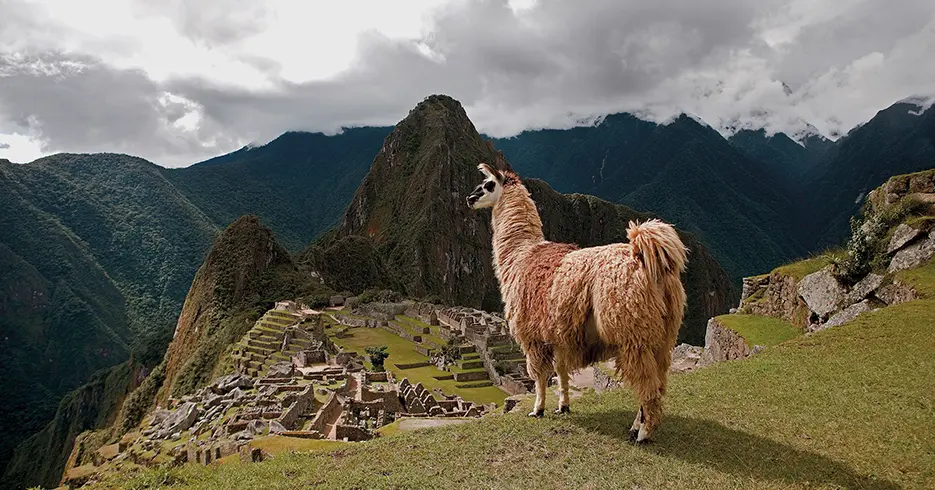 Uma lhama marrom e bege olhando para Machu Picchu ao fundo cercada por montanhas em uma das plataformas de Machu Picchu