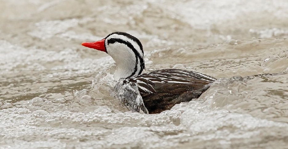 pato torrent