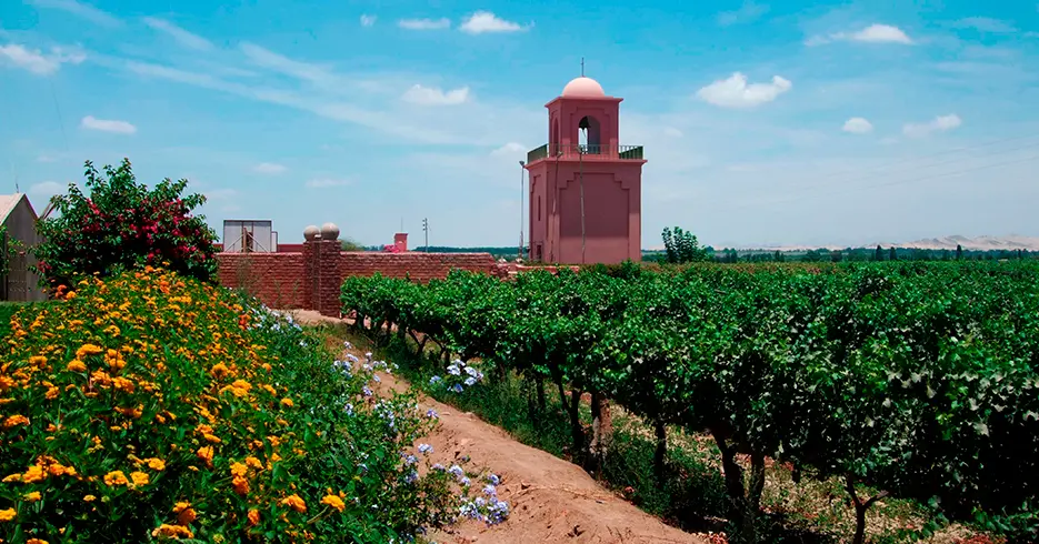 vinhedos em Huacachina