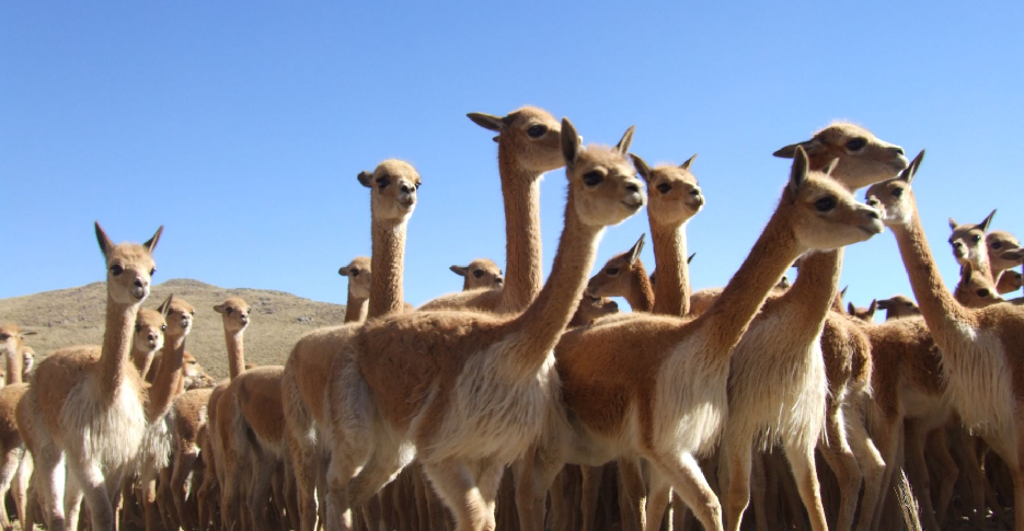 vicunhas-em-pampas-galeras-ayacucho