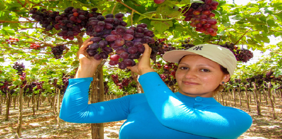 vinho-ica