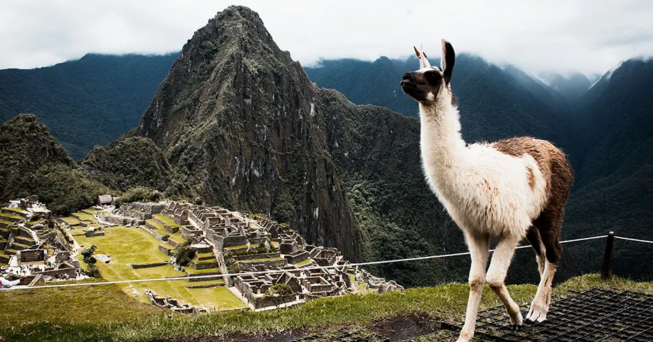 Vista clássica de Machu Picchu, com uma lhama
