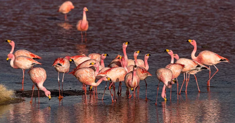 Birds of Peru - View of Andean flamingos