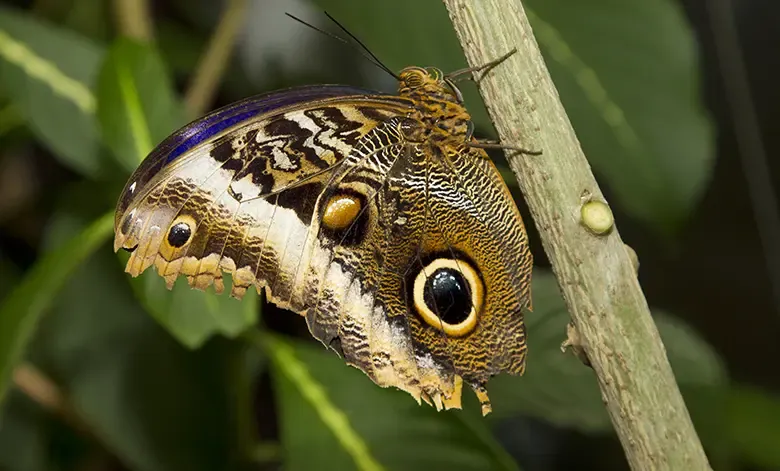 The Butterfly conservatory of Machupicchu