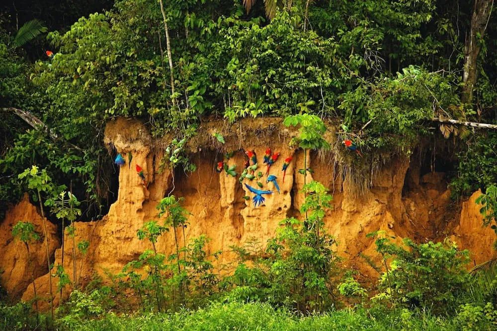 Macaws in the Tambopata national reserve